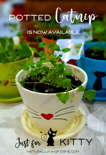 Grow your Own Cat Nip By Natural Living