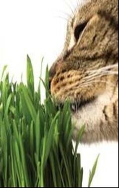 Cat Grass for Digestion